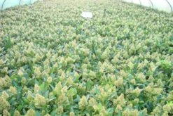 Skimmia (Skimmia Confusa 'Kew Green') -Directplant Winkel skimmia kew green c3 2