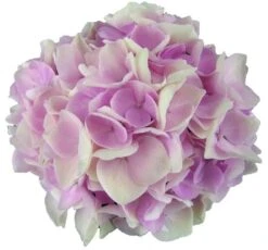 Hortensia Soft Pink Salsa (Hydrangea 'Music Collection') -Directplant Winkel soft pink salsa 2