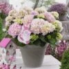 Hortensia Soft Pink Salsa (Hydrangea 'Music Collection') -Directplant Winkel soft pink salsa 2 2