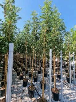 Gewone Lijsterbes (Sorbus Aucuparia) -Directplant Winkel sorbus aucuparia 8 10 2