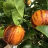 Sinaasappel (Citrus Sinensis 'Arcobal') -Directplant Winkel sorte regenbogen orange arcobal 11