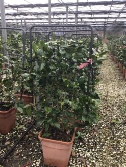 Camelia Als Leivorm (Camellia Japonica 'California') -Directplant Winkel spall 3