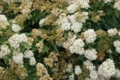Spierstruik (Spiraea Japonica 'Albiflora') -Directplant Winkel spiraea japonica albiflora 1