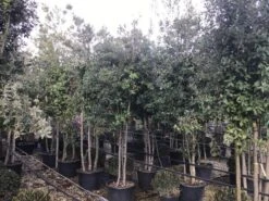 Steeneik Meerstammig (Quercus Ilex) -Directplant Winkel steeneikmeerstam01