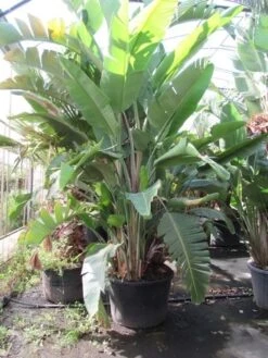 Paradijsvogelbloem (Strelitzia Reginae) -Directplant Winkel strelitzia 2