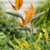 Paradijsvogelbloem (Strelitzia Reginae) -Directplant Winkel strelitzia reginae