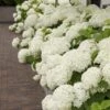 Hortensia (Hydrangea 'Strong Annabelle') -Directplant Winkel strong annabelle 10 1
