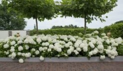 Hortensia (Hydrangea 'Strong Annabelle') -Directplant Winkel strong annabelle 11 1