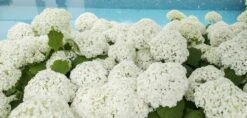Hortensia (Hydrangea 'Strong Annabelle') -Directplant Winkel strong annabelle 1 1