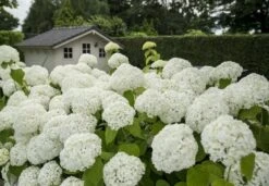 Hortensia (Hydrangea 'Strong Annabelle') -Directplant Winkel strong annabelle 2 1