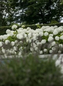 Hortensia (Hydrangea 'Strong Annabelle') 35 Hortensia (Hydrangea 'Strong Annabelle') -Directplant Winkel strong annabelle 4