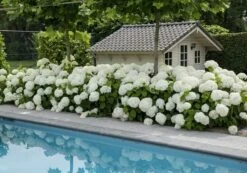Hortensia (Hydrangea 'Strong Annabelle') -Directplant Winkel strong annabelle 5 1
