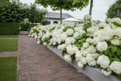 Hortensia (Hydrangea 'Strong Annabelle') -Directplant Winkel strong annabelle 6 1