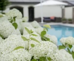 Hortensia (Hydrangea 'Strong Annabelle') -Directplant Winkel strong annabelle 7 1