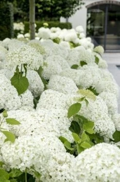 Hortensia (Hydrangea 'Strong Annabelle') 28 Hortensia (Hydrangea 'Strong Annabelle') -Directplant Winkel strong annabelle 9