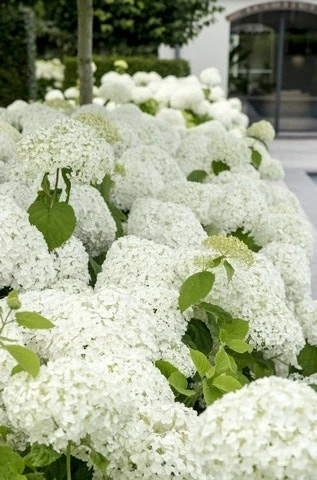 Hortensia (Hydrangea 'Strong Annabelle') 12 Hortensia (Hydrangea 'Strong Annabelle') - Afbeelding 10