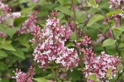 Sering (Syringa Microphylla 'Superba') -Directplant Winkel superba micr 1