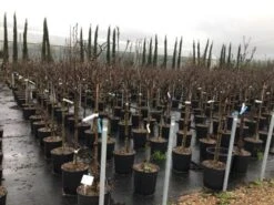 Beverboom Op Stam (Magnolia 'Susan') -Directplant Winkel susanopstam