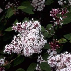 Sering (Syringa Microphylla 'Superba') -Directplant Winkel symsuper 10 1