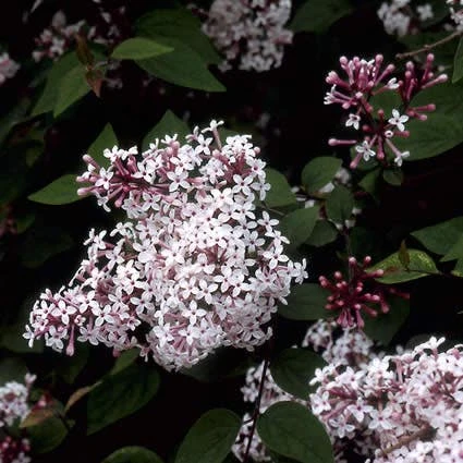 Sering (Syringa Microphylla 'Superba') 5 Sering (Syringa Microphylla 'Superba') - Afbeelding 3