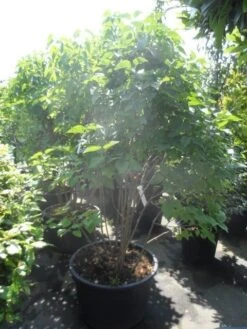 Sering (Syringa Vulgaris 'Michel Buchner') 6 Sering (Syringa Vulgaris 'Michel Buchner') -Directplant Winkel syringa vulgaris michel buchner 150 175 c90