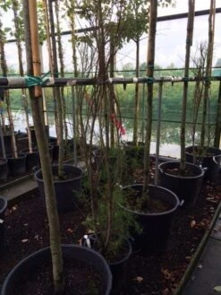 Tamarisk (Tamarix Ramosissima) -Directplant Winkel tamarisk 3