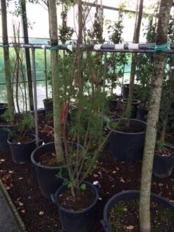 Tamarisk (Tamarix Ramosissima) -Directplant Winkel tamarisk 4