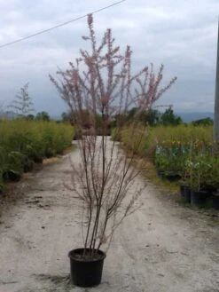 Tamarisk (Tamarix Ramosissima) -Directplant Winkel tamarix c20
