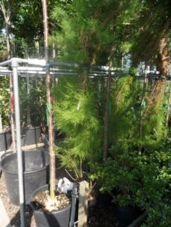 Tamarisk (Tamarix Ramosissima) -Directplant Winkel tamarix ramosissima 150 175 c20