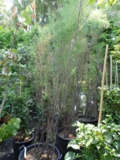 Tamarisk (Tamarix Ramosissima) -Directplant Winkel tamarix ramosissima 200 250 300 c70