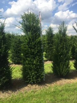 Grote Venijnboom (Taxus Baccata) -Directplant Winkel taxus 200225 x 50 60 1 1