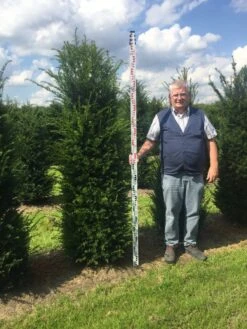 Grote Venijnboom (Taxus Baccata) -Directplant Winkel taxus 200225 x 5060 1 1