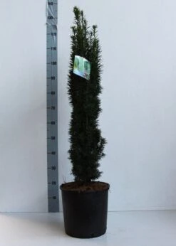 Zuiltaxus (Taxus Baccata 'Fastigiata Robusta') -Directplant Winkel taxus b fastigiata robusta 80 100 cm co. 12l kopie