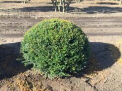 Grote Taxusbol (Taxus Baccata) -Directplant Winkel taxus baccata 100 cm platte bol drkl 2 2