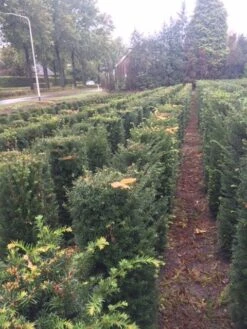 Taxus Als Haagelement (Taxus Baccata) -Directplant Winkel taxus baccata 100 x 50 x 50 cm drkl haagelement 2 1