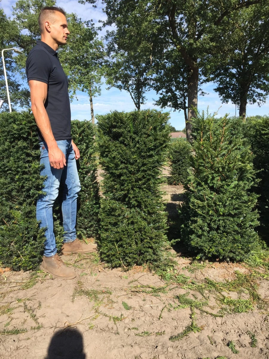 Taxus Als Haagelement (Taxus Baccata) - Afbeelding 9