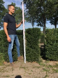 Taxus Als Haagelement (Taxus Baccata) -Directplant Winkel taxus baccata 120 x 50 x 50 cm drkl haagelement 3 1