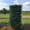 Taxus Als Haagelement (Taxus Baccata) 2 Taxus Als Haagelement (Taxus Baccata) -Directplant Winkel taxus baccata 125x60x60 1 1