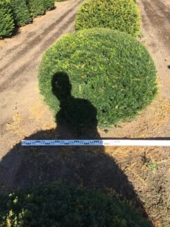 Grote Taxusbol (Taxus Baccata) -Directplant Winkel taxus baccata 140 cm platte bol drkl 1 1
