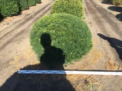 Grote Taxusbol (Taxus Baccata) -Directplant Winkel taxus baccata 140 cm platte bol drkl 2