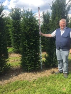 Grote Venijnboom (Taxus Baccata) -Directplant Winkel taxus baccata 180200 x 50 60 1 2
