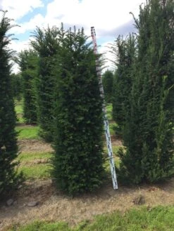 Grote Venijnboom (Taxus Baccata) -Directplant Winkel taxus baccata 180200 x 5060 1
