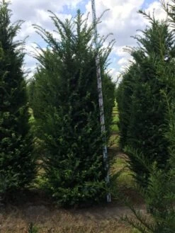 Grote Venijnboom (Taxus Baccata) -Directplant Winkel taxus baccata 225250x6080 1