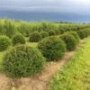 Grote Taxusbol (Taxus Baccata) -Directplant Winkel taxus baccata 50 cm halve bol drkl 2