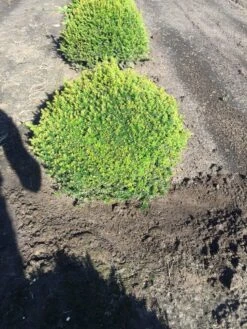 Grote Taxusbol (Taxus Baccata) -Directplant Winkel taxus baccata 60 cm platte bol drkl 1