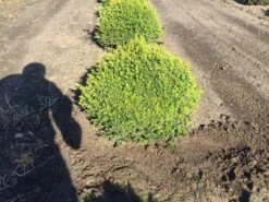 Grote Taxusbol (Taxus Baccata) -Directplant Winkel taxus baccata 60 cm platte bol drkl 2 2