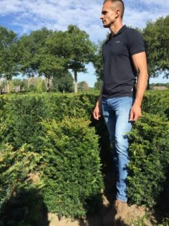 Taxus Als Haagelement (Taxus Baccata) -Directplant Winkel taxus baccata 60 x 50 x 50 cm drkl haagelement 1