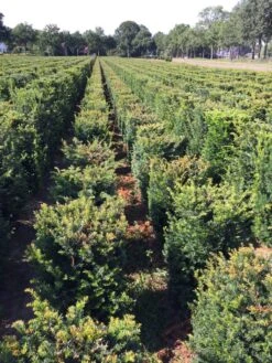 Taxus Als Haagelement (Taxus Baccata) -Directplant Winkel taxus baccata 60 x 50 x 50 cm drkl haagelement 2