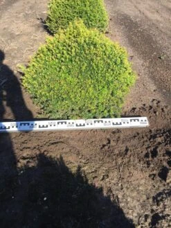 Grote Taxusbol (Taxus Baccata) -Directplant Winkel taxus baccata 70 cm platte bol drkl 2