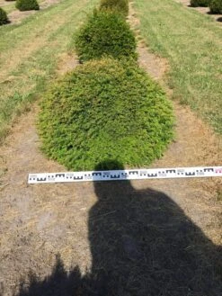 Grote Taxusbol (Taxus Baccata) -Directplant Winkel taxus baccata 80 cm platte bol drkl 1 2